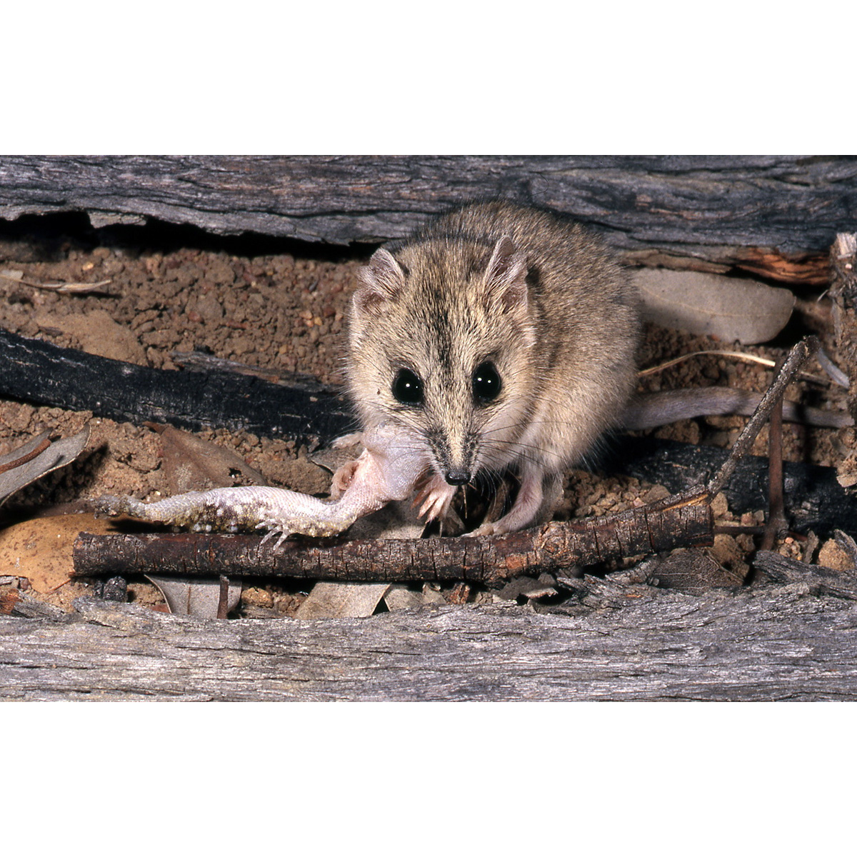 Полосатолицая сумчатая мышь (Sminthopsis macroura) Фото №7