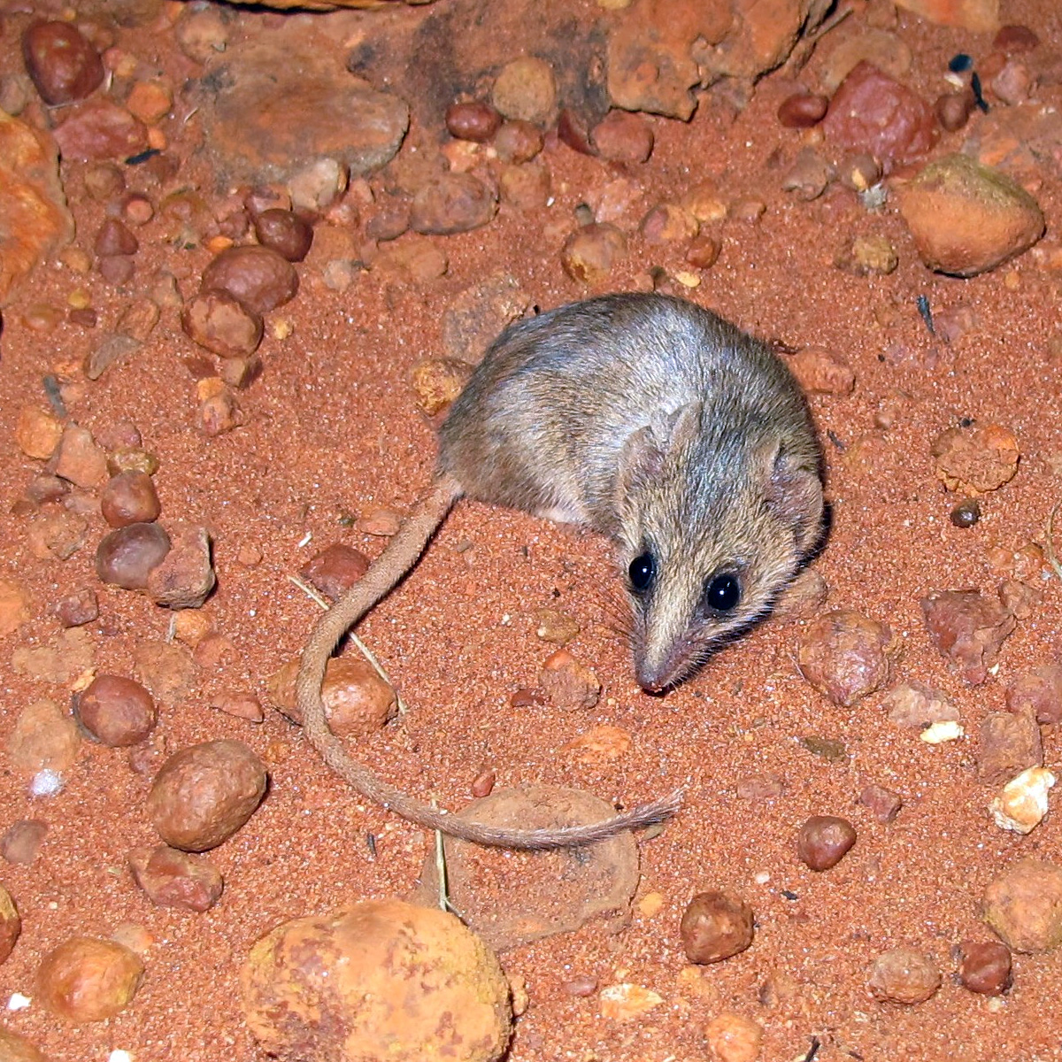 Сумчатая мышь Тротона (Sminthopsis ooldea) Фото №4