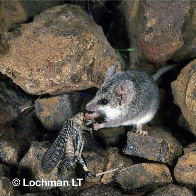 Сумчатая мышь Тротона (Sminthopsis ooldea) Фото №7