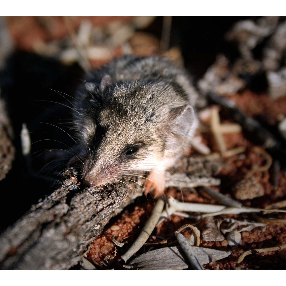 Сумчатая мышь Тротона (Sminthopsis ooldea) Фото №9
