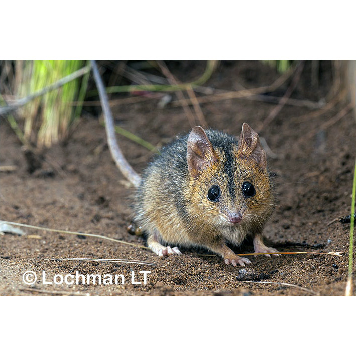 Краснощёкая сумчатая мышь (Sminthopsis virginiae) Фото №10