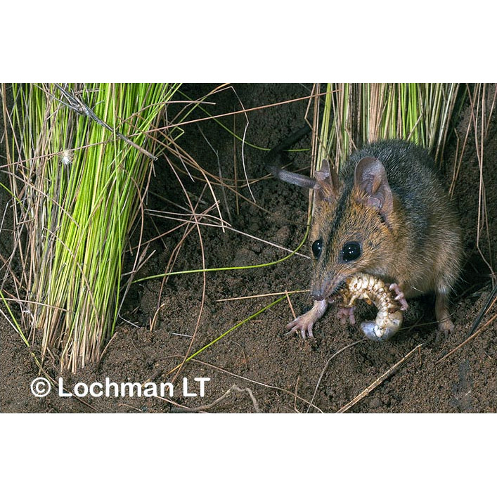 Краснощёкая сумчатая мышь (Sminthopsis virginiae) Фото №6