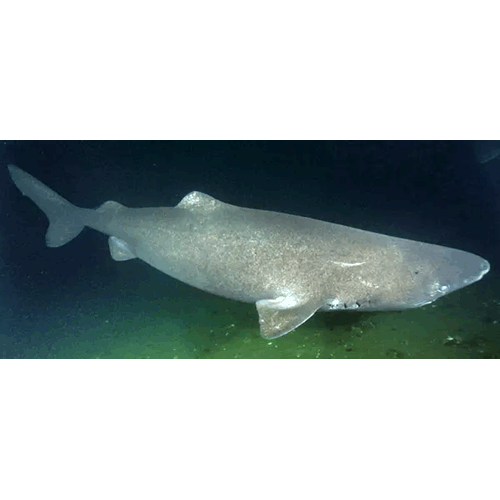  Род Полярные акулы  фото