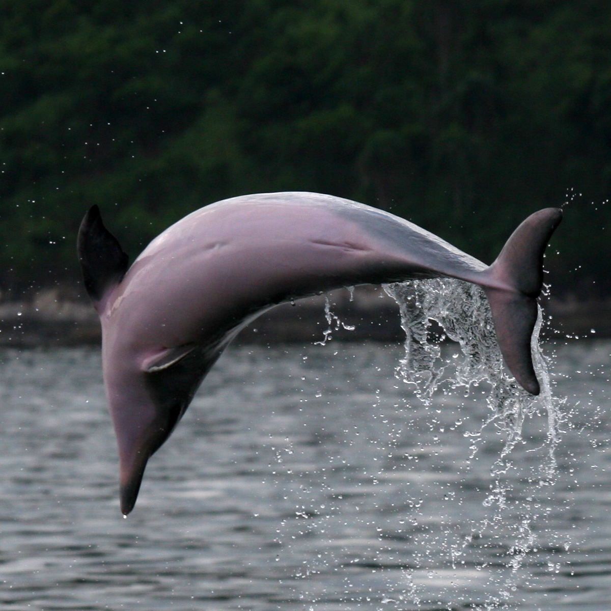Соталия амазонский Дельфин