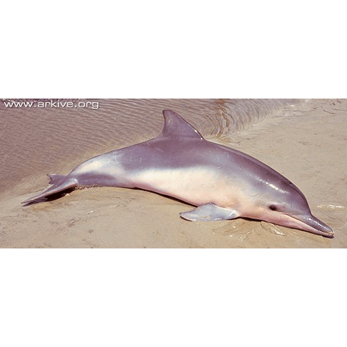 Род Длинноклювые дельфины  фото