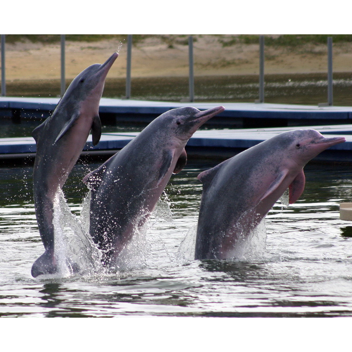 Озерные дельфины
