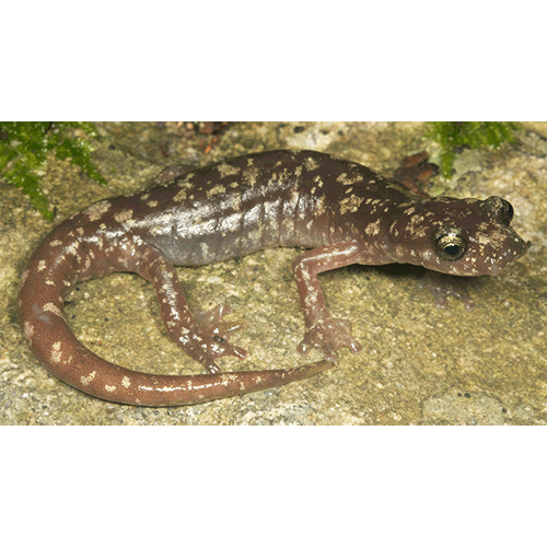  Род Европейские пещерные саламандры  фото