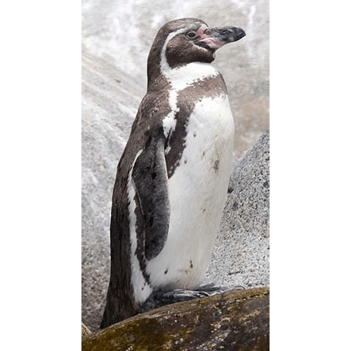 Семейство Пингвиновые / Пингвины  фото