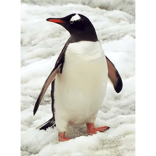 Отряд Пингвинообразные фото