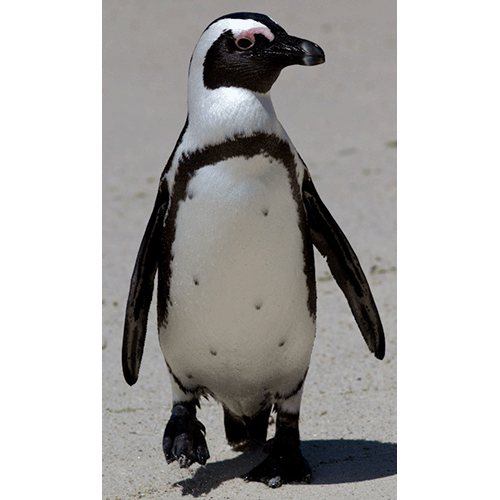  Род Очковые пингвины  фото