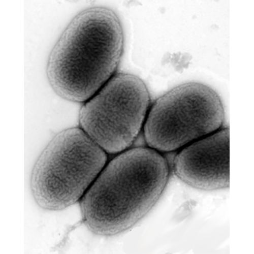 Класс Sphingobacteriia фото