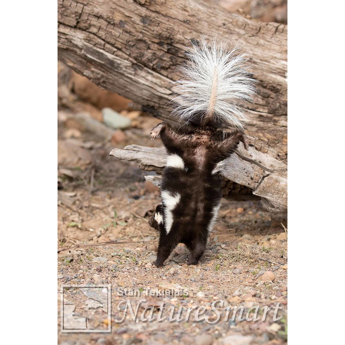 Восточный пятнистый скунс (Spilogale putorius) Фото №8