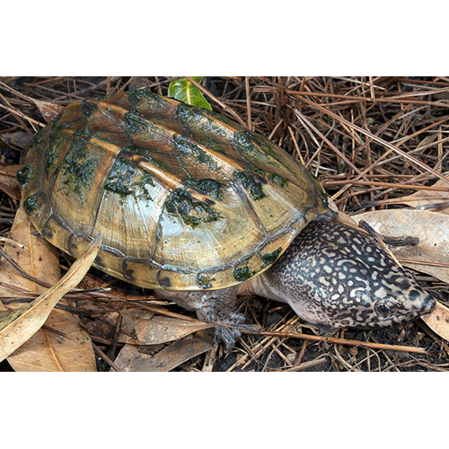  Род Крестогрудые черепахи  фото