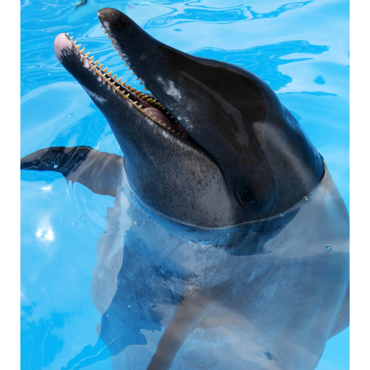 Крупнозубый дельфин (Steno bredanensis) Фото №10