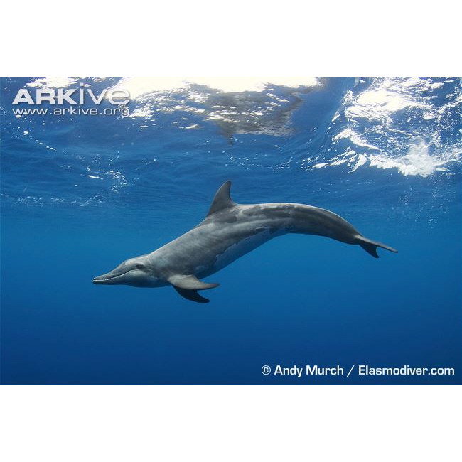Крупнозубый дельфин (Steno bredanensis) Фото №2