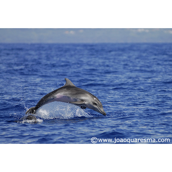 Крупнозубый дельфин (Steno bredanensis) Фото №3