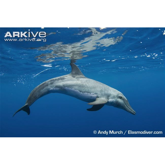 Крупнозубый дельфин (Steno bredanensis) Фото №4