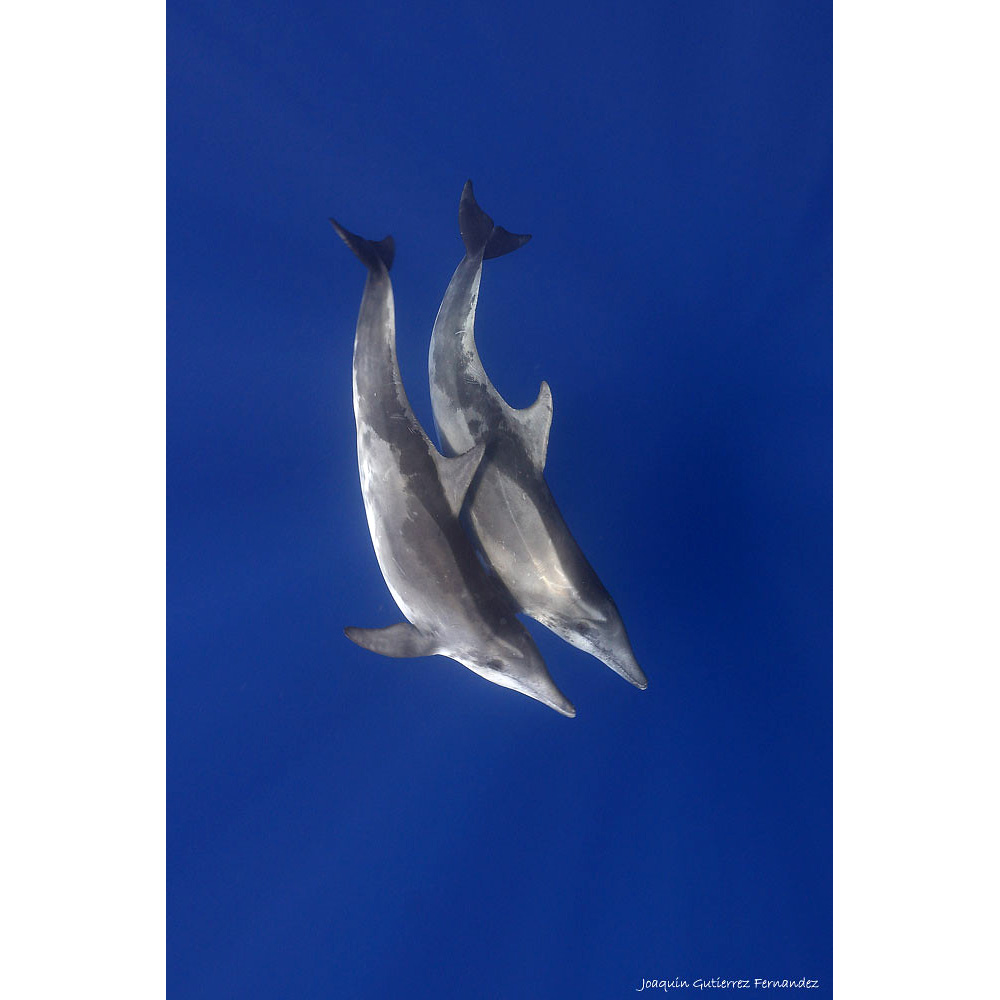 Крупнозубый дельфин (Steno bredanensis) Фото №5