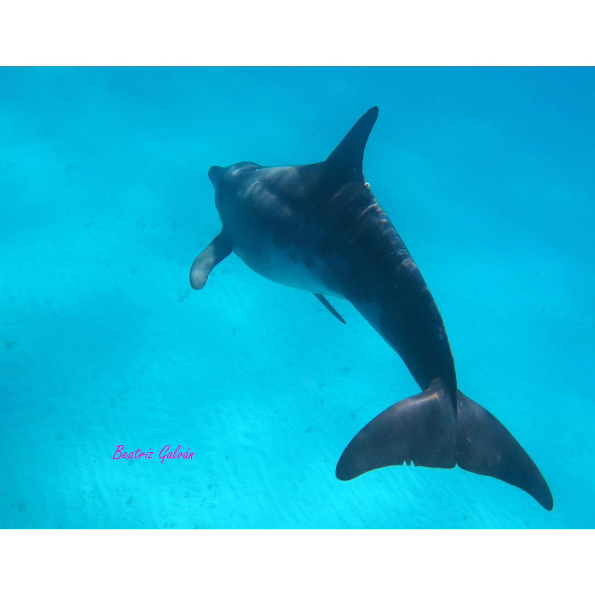 Крупнозубый дельфин (Steno bredanensis) Фото №6