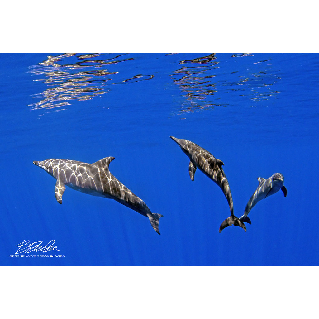 Крупнозубый дельфин (Steno bredanensis) Фото №7