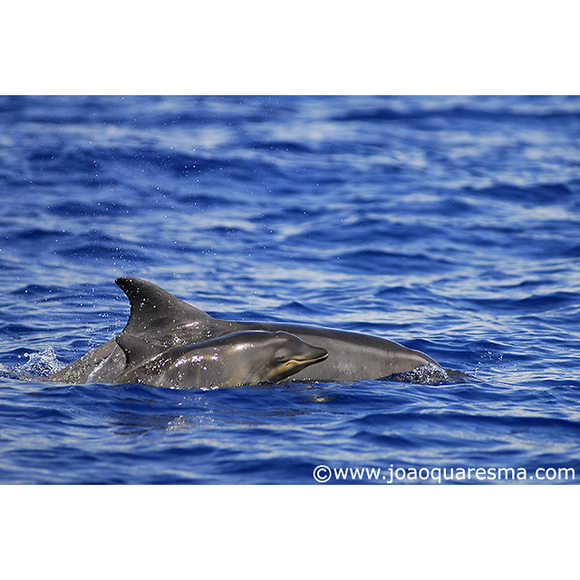 Крупнозубый дельфин (Steno bredanensis) Фото №8