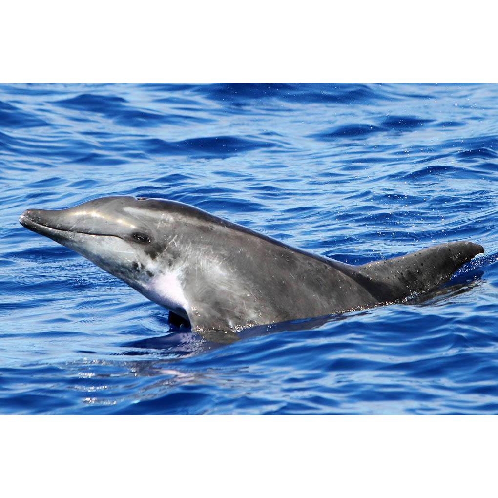 Крупнозубый дельфин (Steno bredanensis) Фото №9