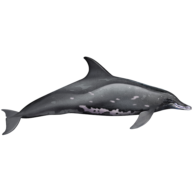 Крупнозубый дельфин (Steno bredanensis) Фото №1