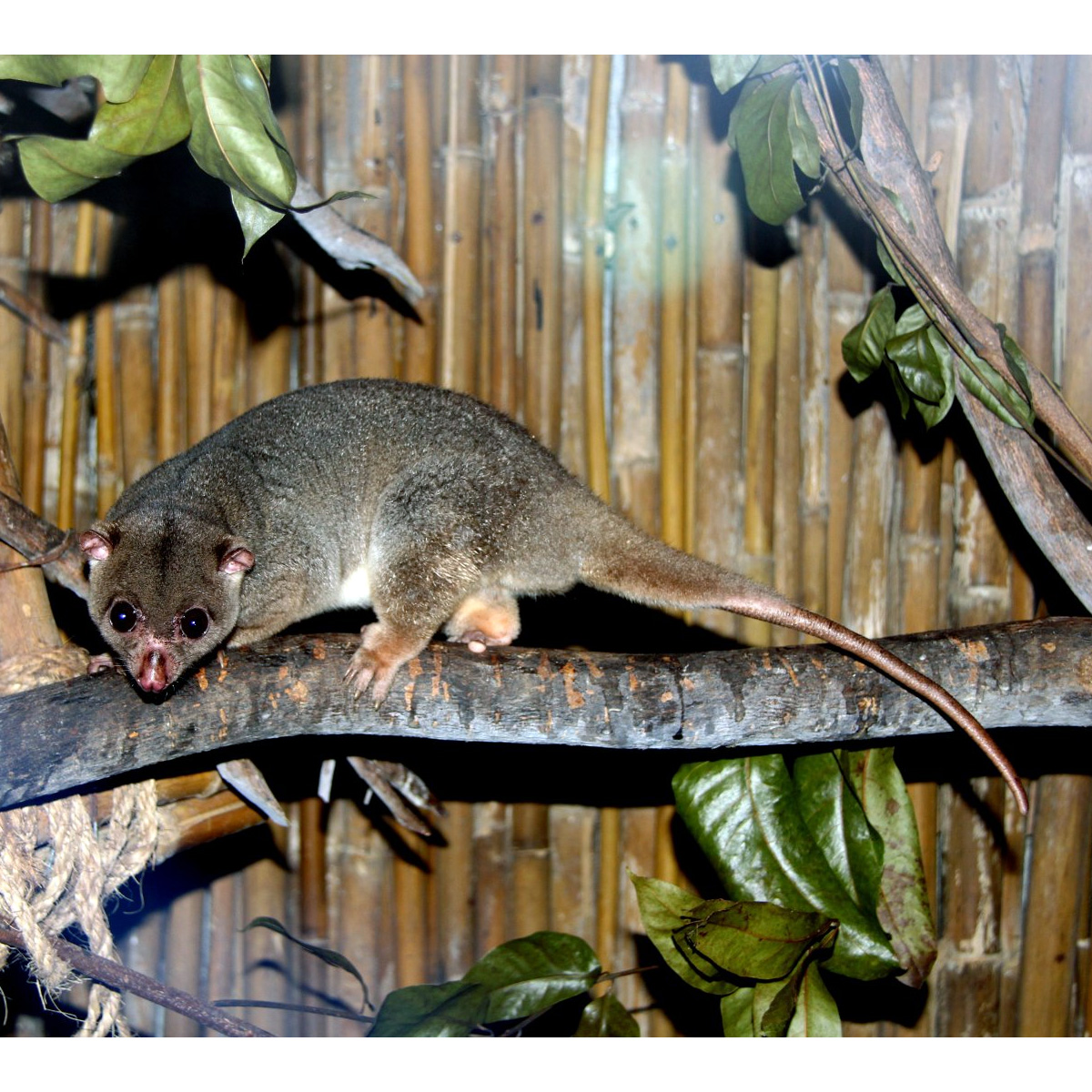 Целебесский кускус (Strigocuscus celebensis) Фото №2