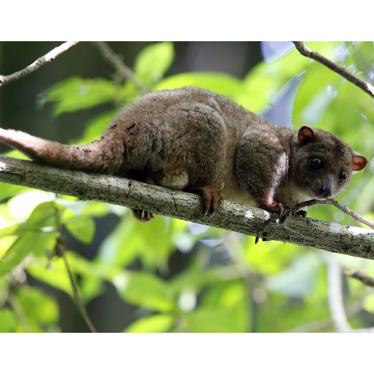 Целебесский кускус (Strigocuscus celebensis) Фото №3