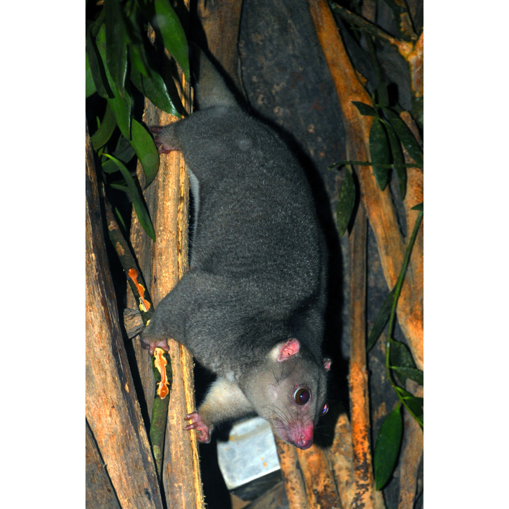 Целебесский кускус (Strigocuscus celebensis) Фото №4