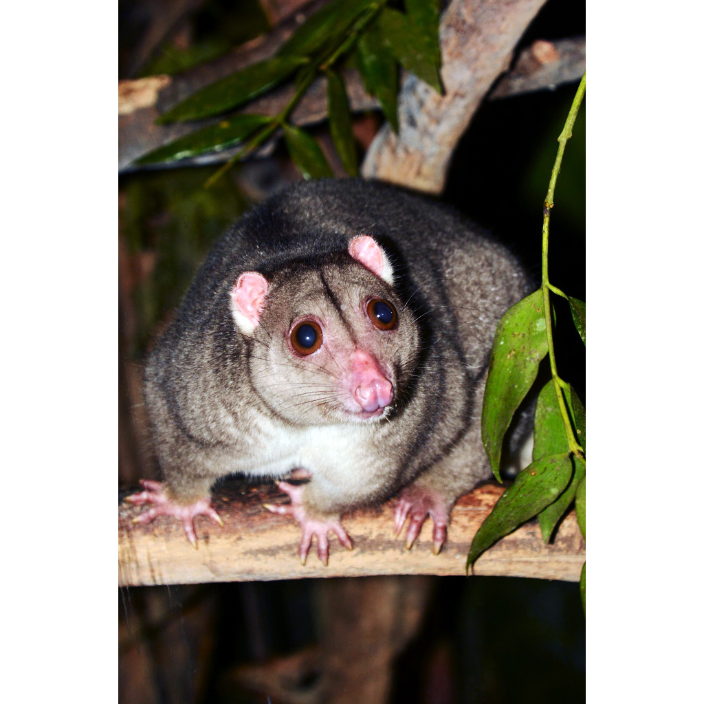 Целебесский кускус (Strigocuscus celebensis) Фото №7