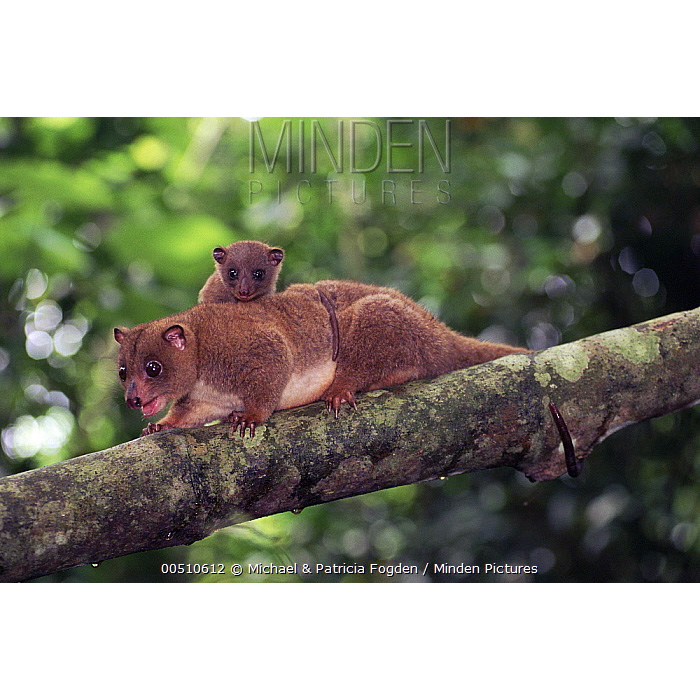 Целебесский кускус (Strigocuscus celebensis) Фото №8