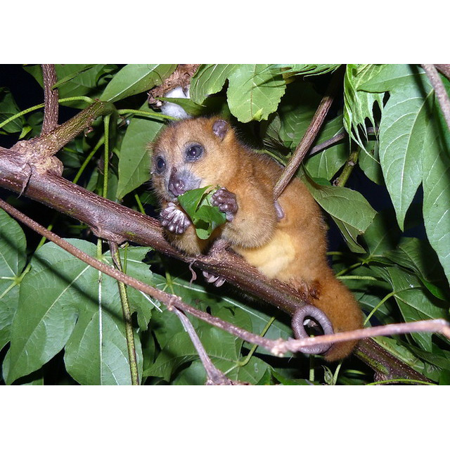 Пеленгенский кускус (Strigocuscus pelengensis) Фото №2