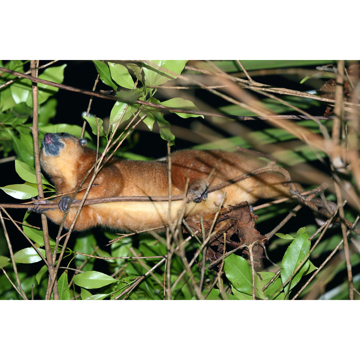 Пеленгенский кускус (Strigocuscus pelengensis) Фото №5