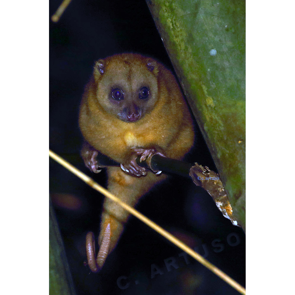 Пеленгенский кускус (Strigocuscus pelengensis) Фото №6