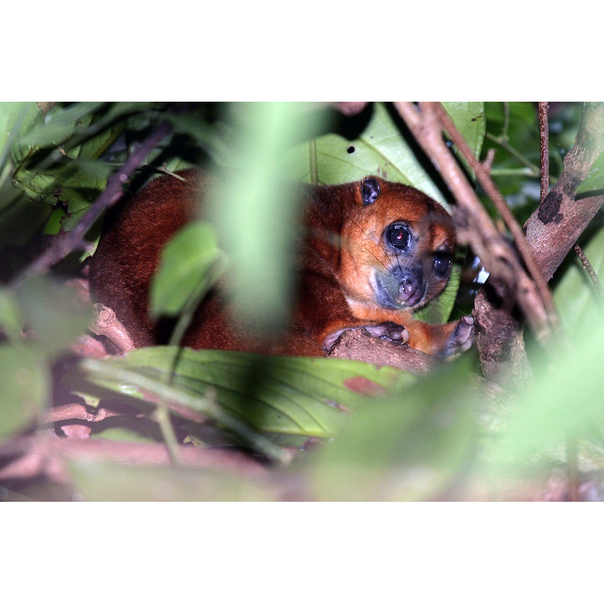 Пеленгенский кускус (Strigocuscus pelengensis) Фото №8