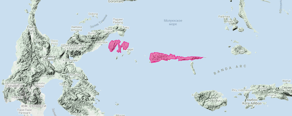 Пеленгенский кускус (Strigocuscus pelengensis) Ареал обитания на карте