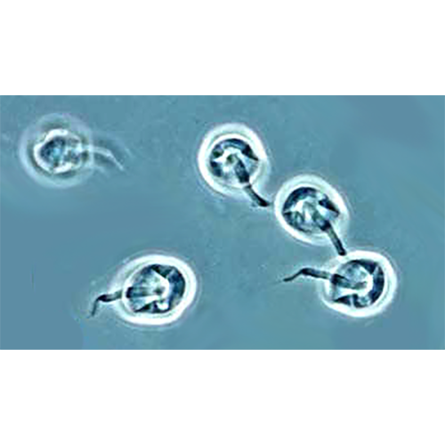 Тип Sulcozoa фото