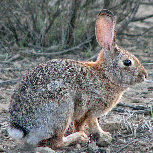 Sylvilagus varynaensis. Калифорнийский заяц. Калифорнийский Кроль. Зайцеобразных. Заяц сколько кг