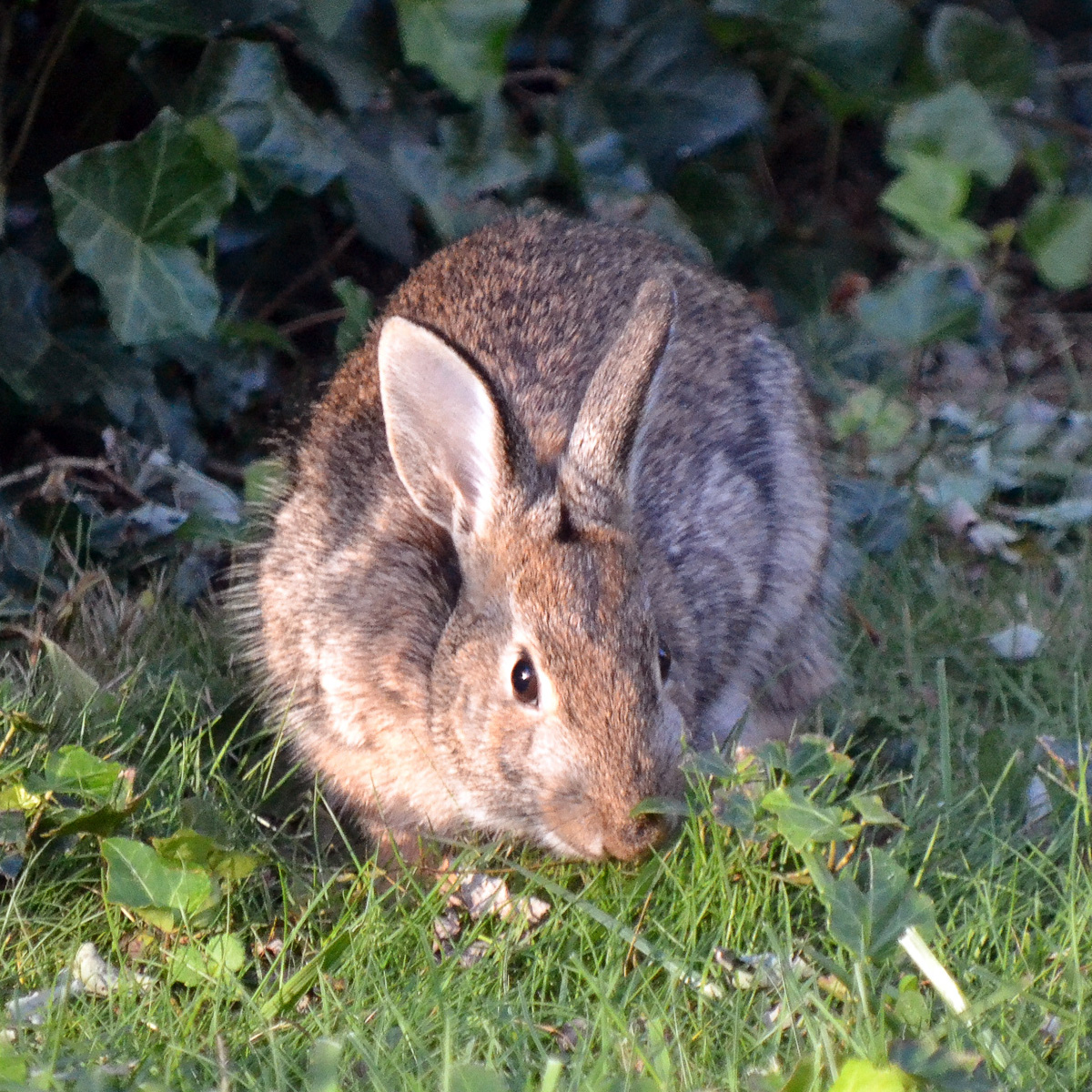 Новоанглийский кролик (Sylvilagus transitionalis) Фото №5