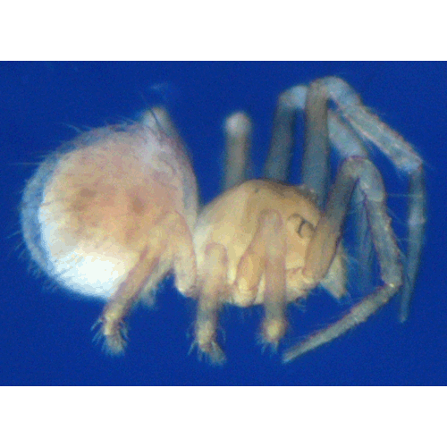 Семейство Симфитогнатные пауки фото