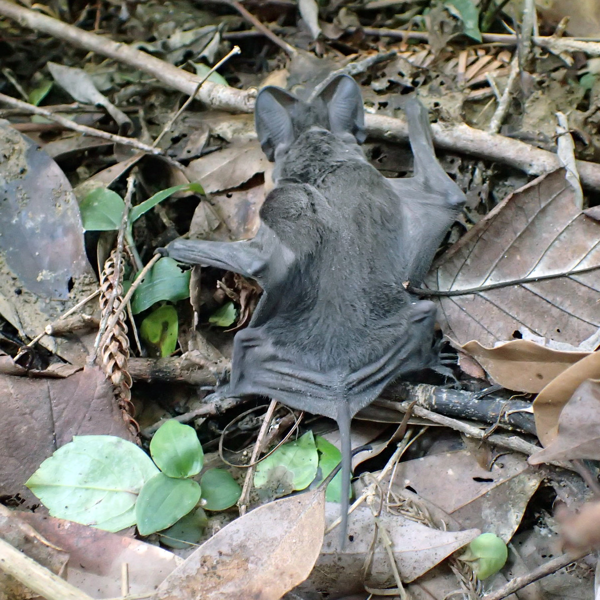 East Asian Free Tailed Bat (Tadarida insignis) Фото №4
