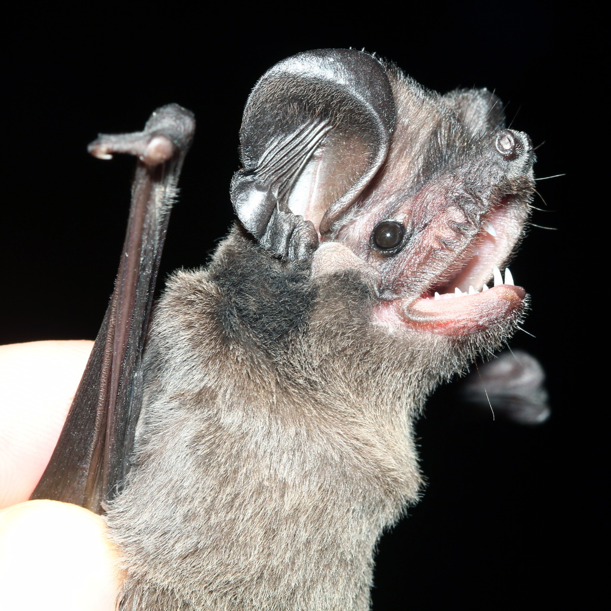 East Asian Free Tailed Bat (Tadarida insignis) Фото №6