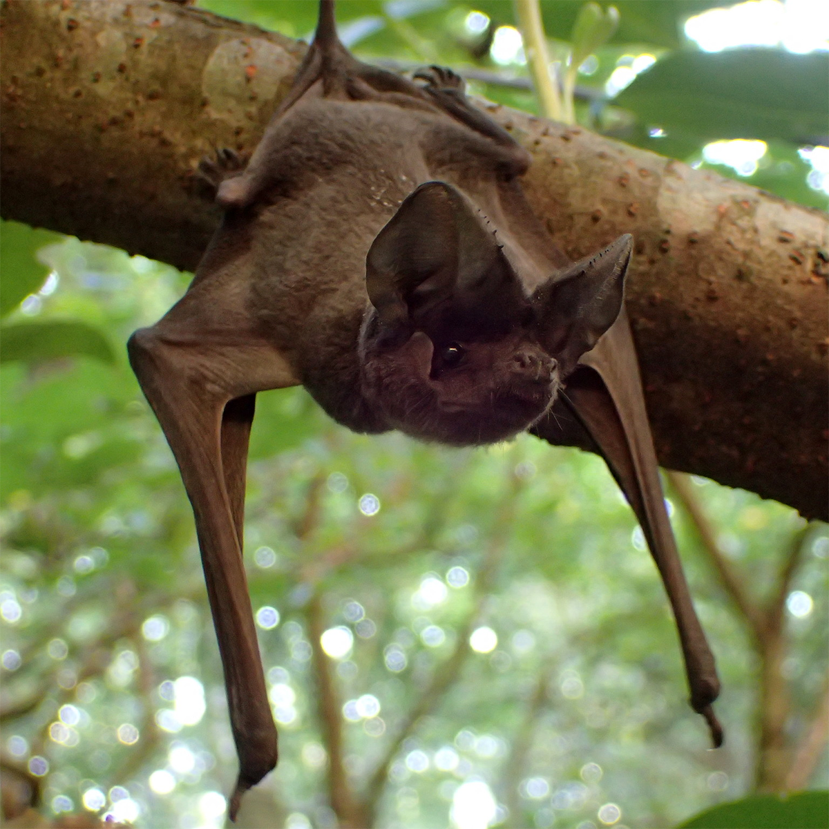 East Asian Free Tailed Bat (Tadarida insignis) Фото №1