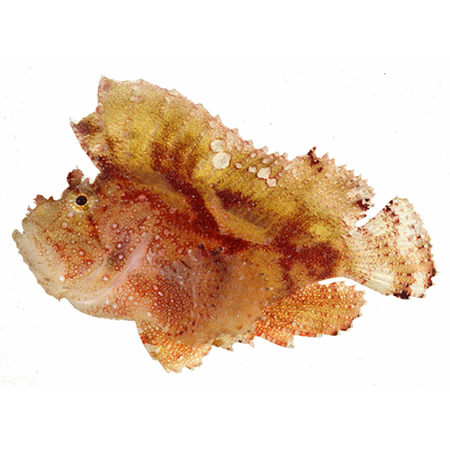 Род Парусные морские ерши / Тэнианоты фото