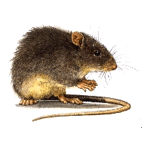 Род Сулавесские крысы  фото