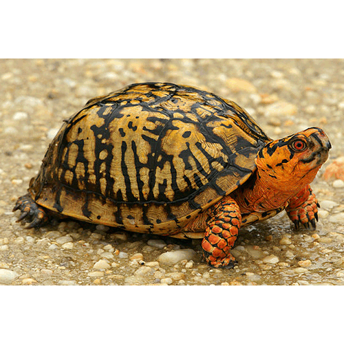  Род Коробчатые черепахи  фото