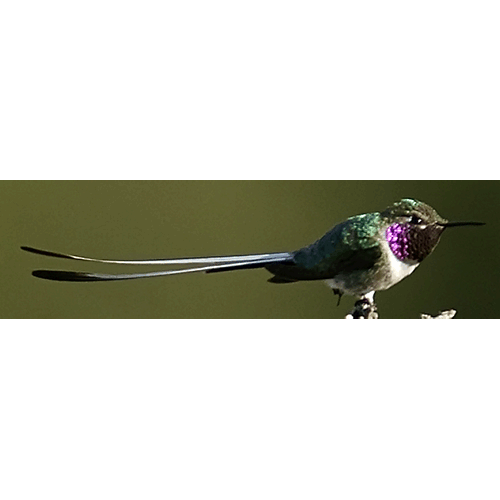 Род Перуанские колибри  фото