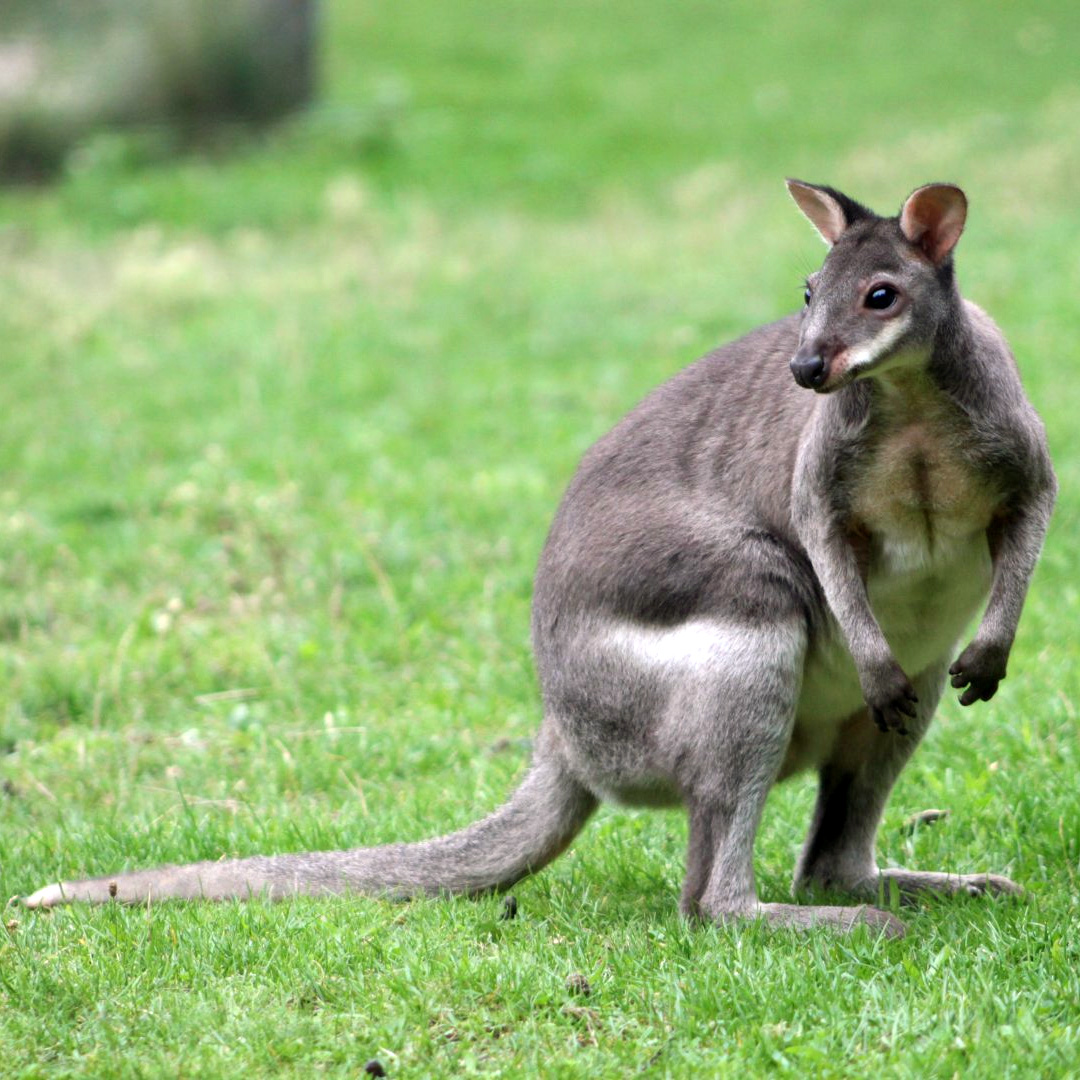 Гимнасттардың аяқтарының арасындағы порно