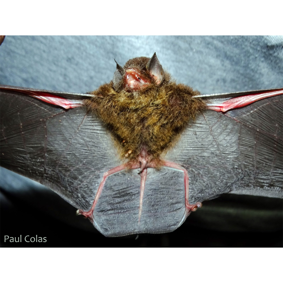 De Vivo's Disk Winged bat (Thyroptera devivoi) Фото №2